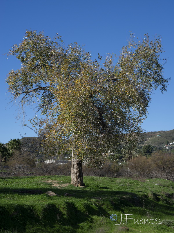 Populus alba.06