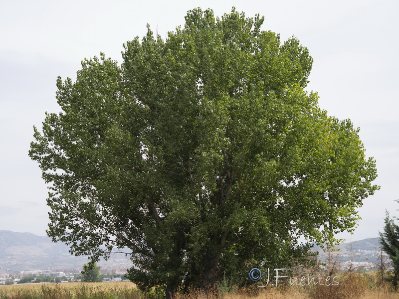 Populus deltoides.01