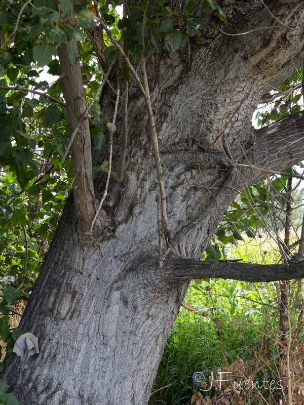 Populus deltoides.02