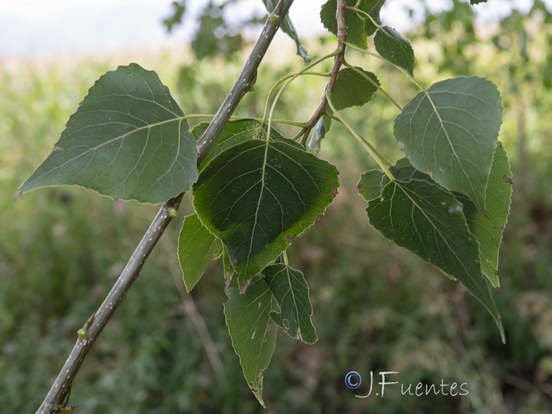 Populus deltoides.04