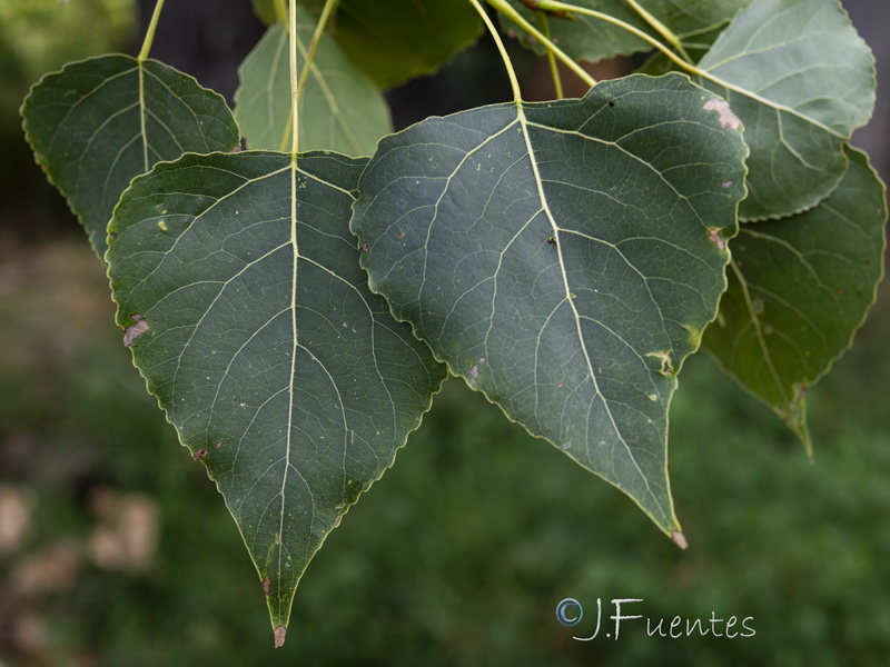Populus deltoides.05