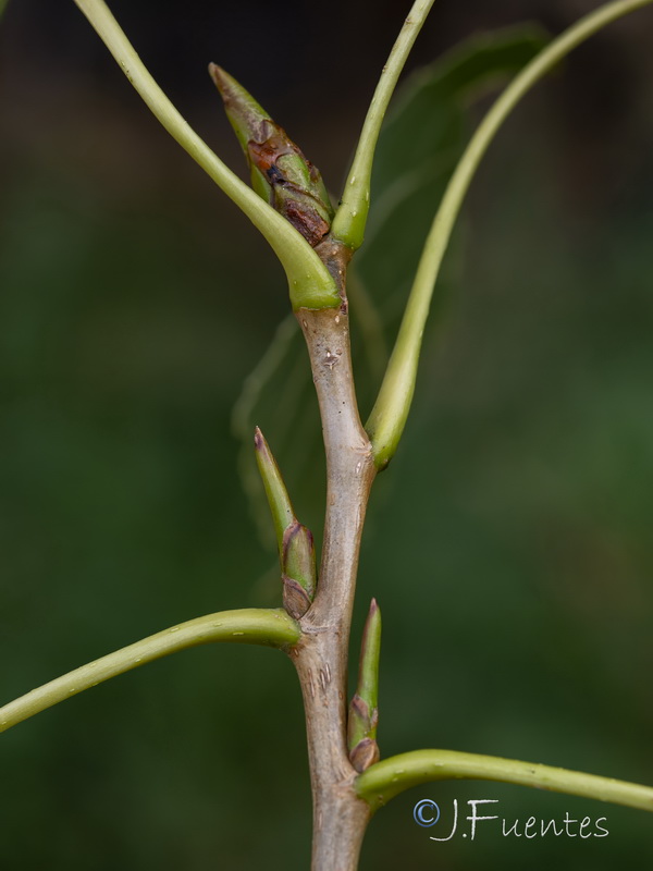 Populus deltoides.08