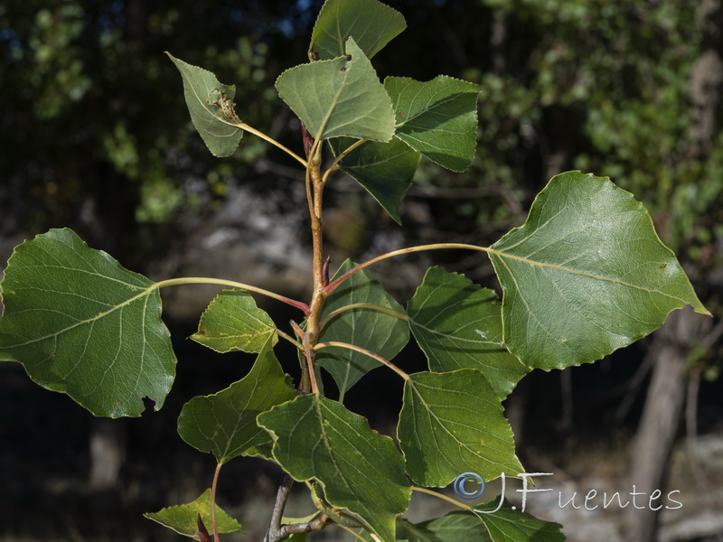 Populus nigra.01