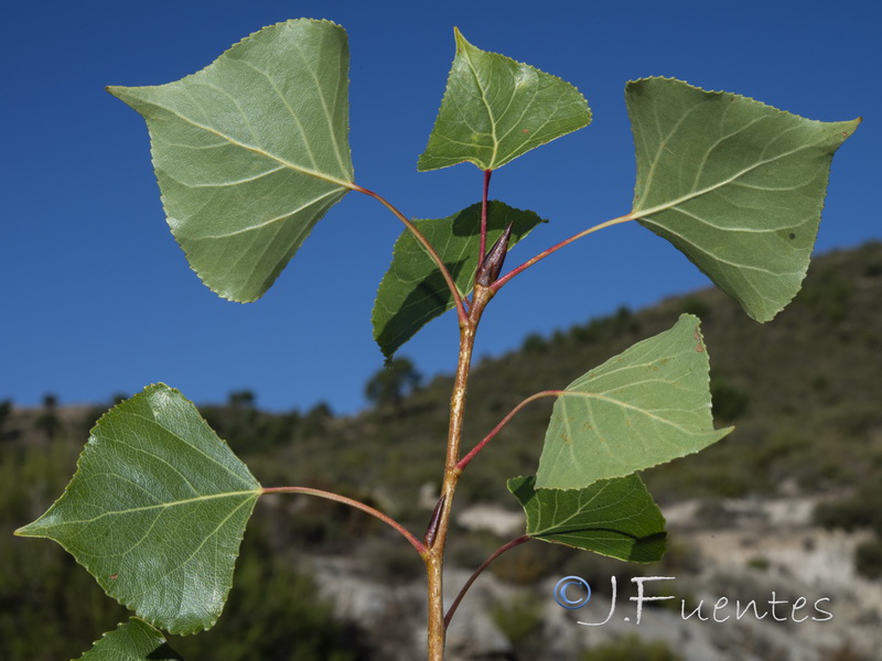 Populus nigra.02