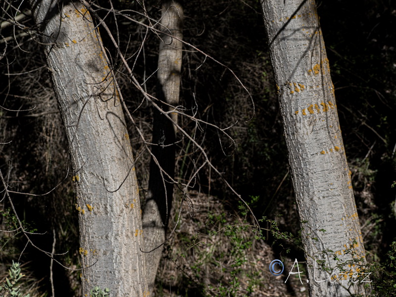 Populus nigra.10