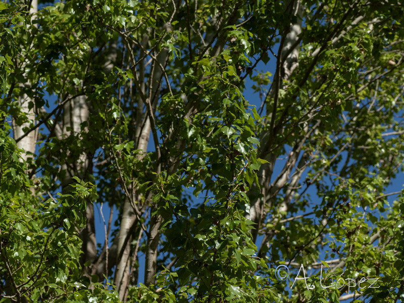 Populus nigra.12