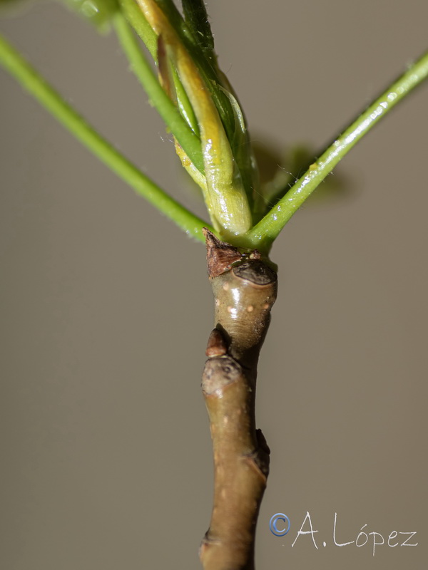 Populus nigra.15