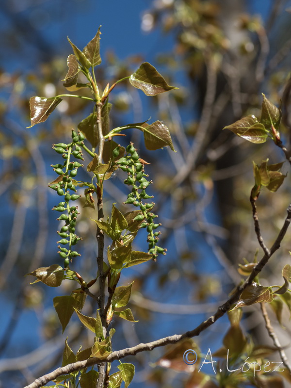 Populus nigra.17