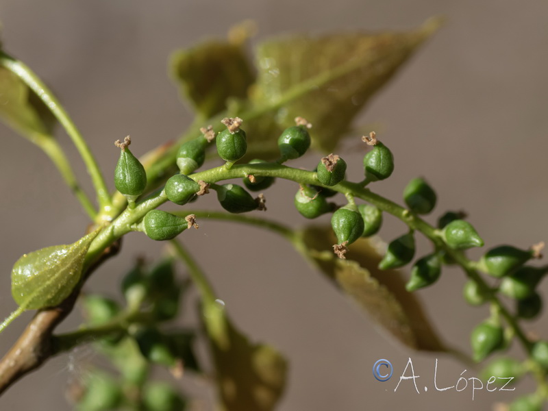 Populus nigra.18