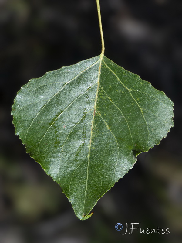 Populus nigra.21