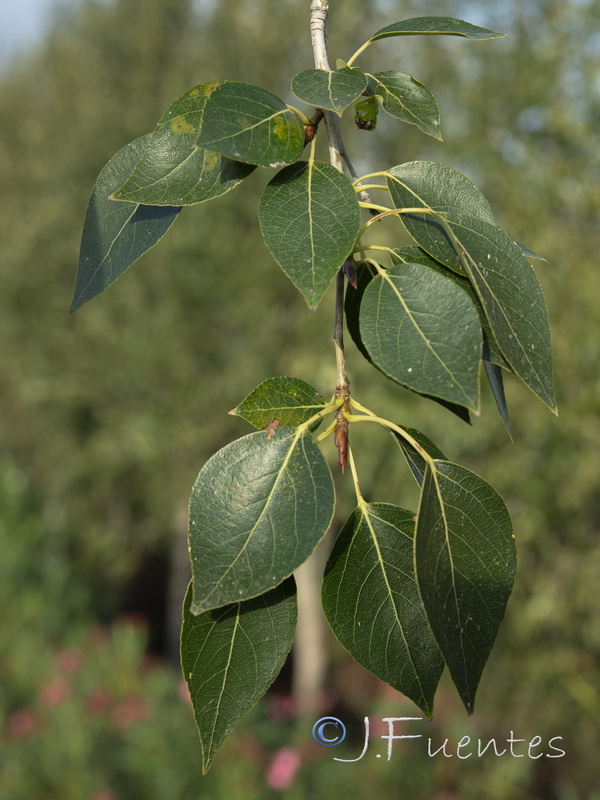 Populus simonii.03