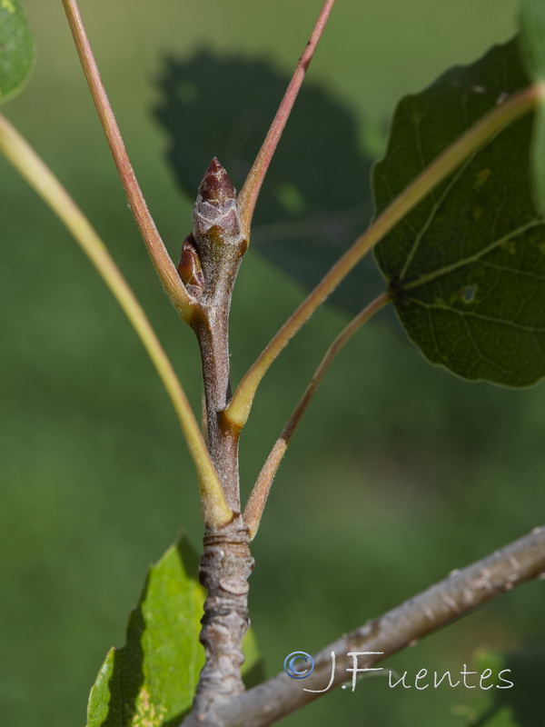 Populus tremula.02