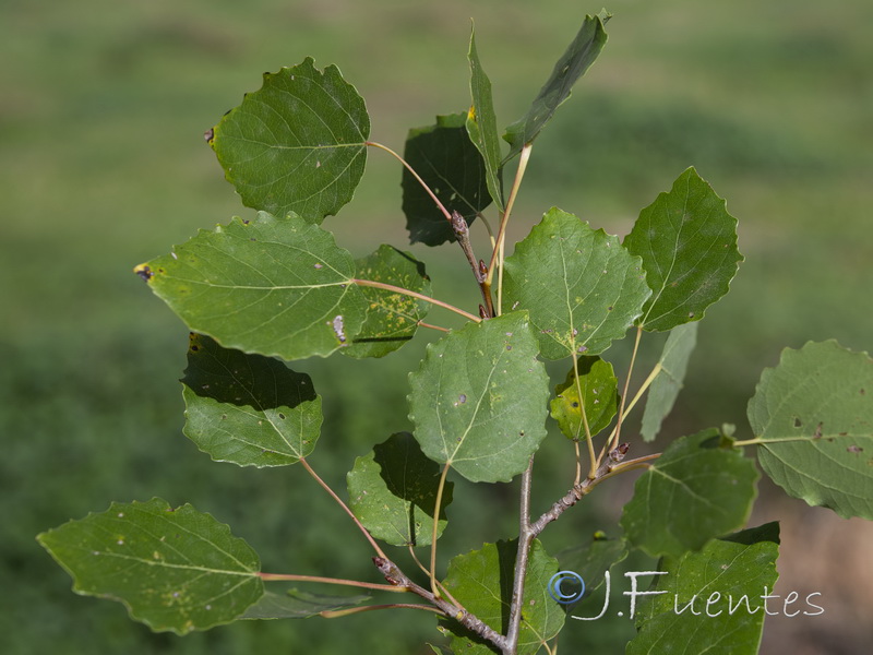 Populus tremula.03