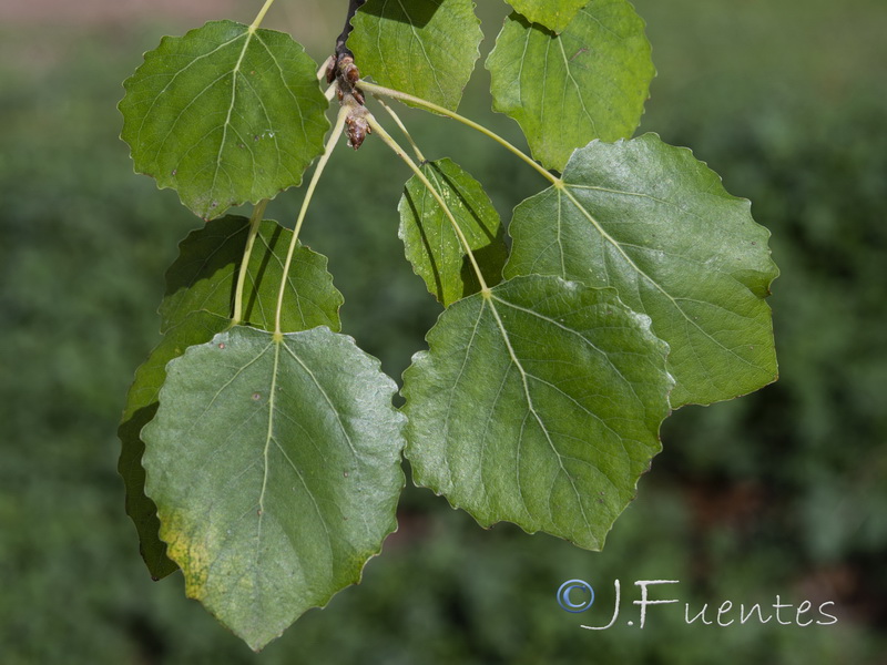 Populus tremula.04