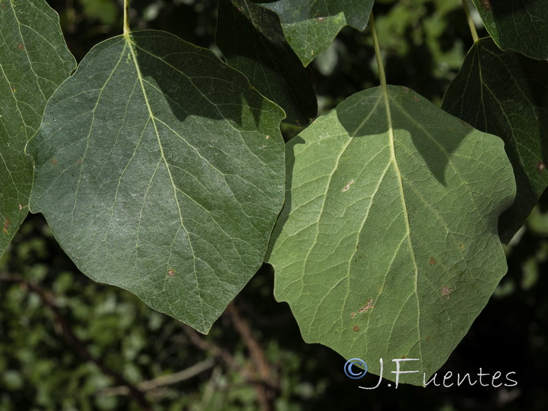 Populus tremula.05