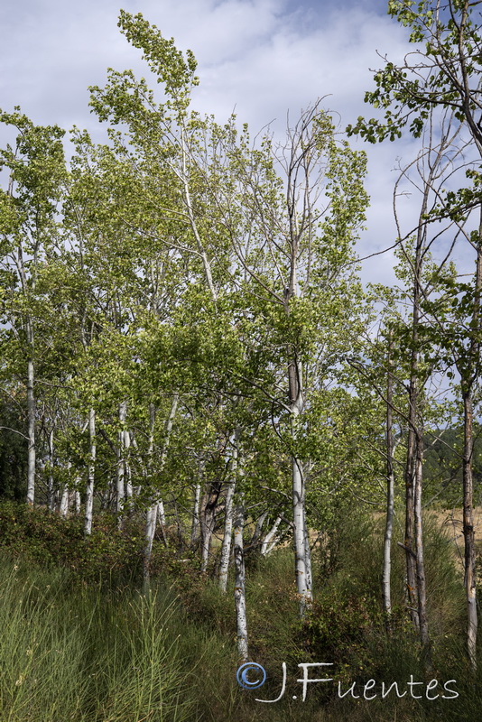 Populus tremula.06