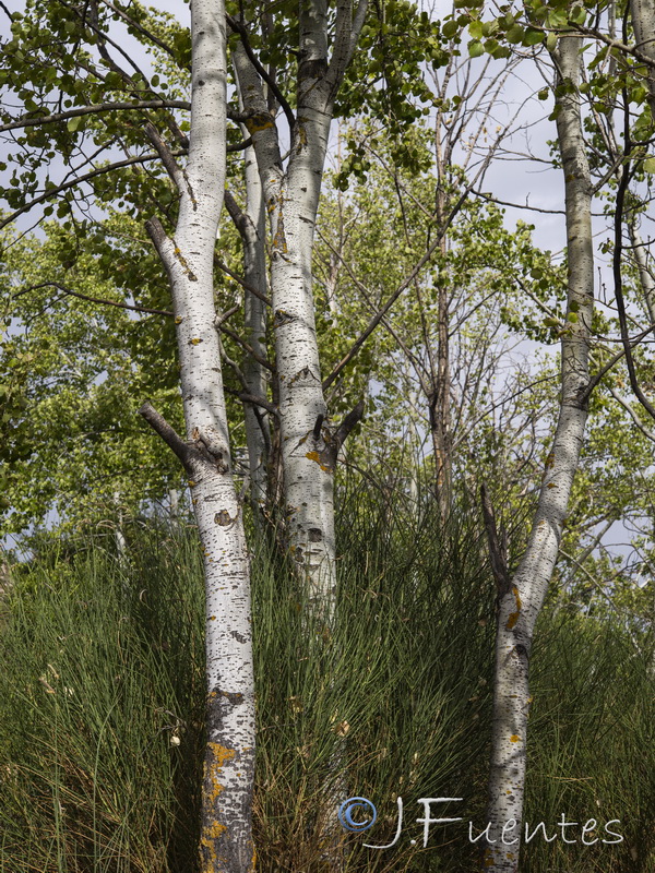 Populus tremula.08