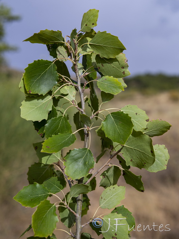 Populus tremula.01