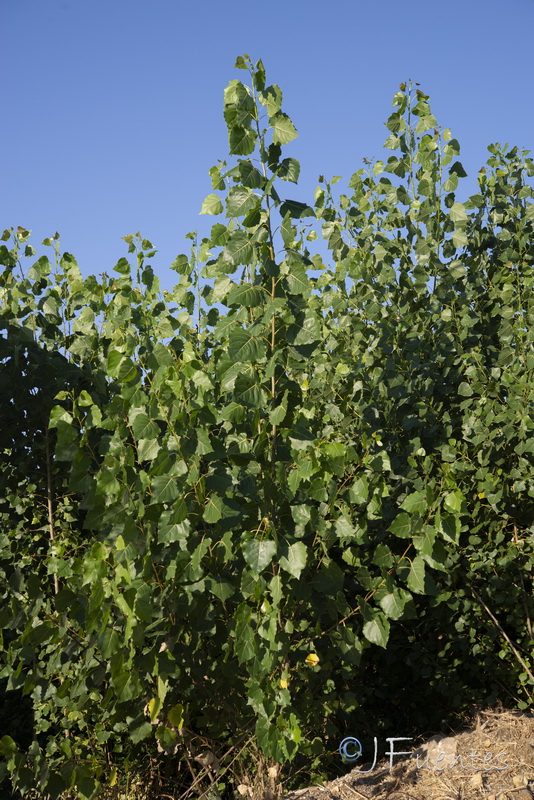 Populus x canadensis.01