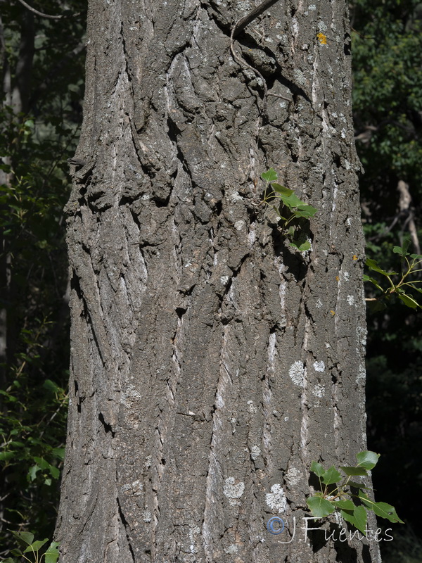 Populus x canadensis.02