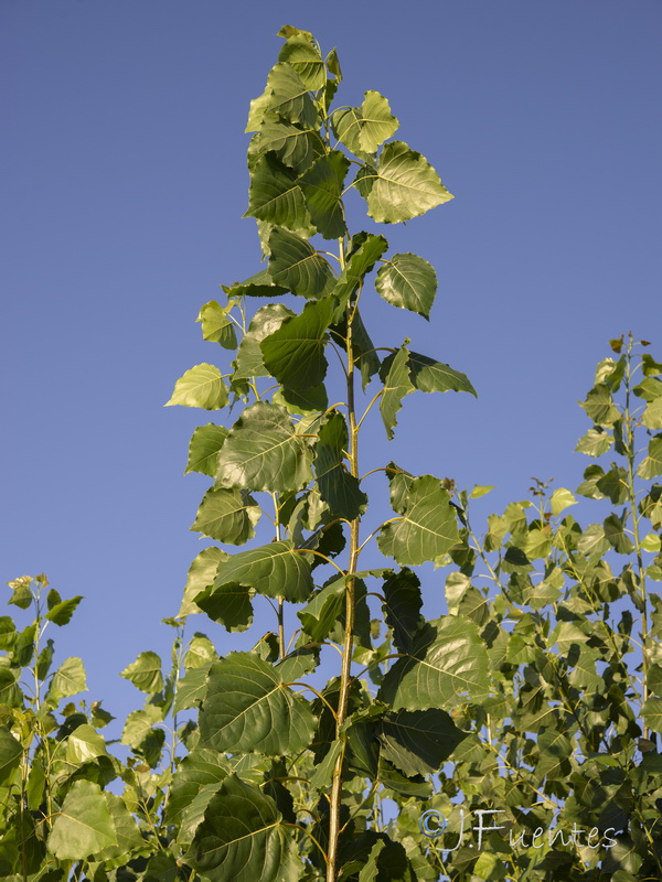 Populus x canadensis.05