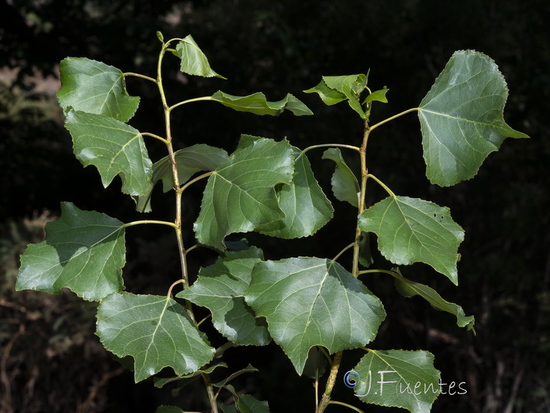 Populus x canadensis.08