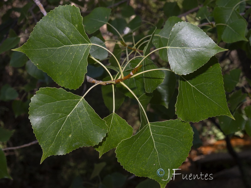 Populus x canadensis.09