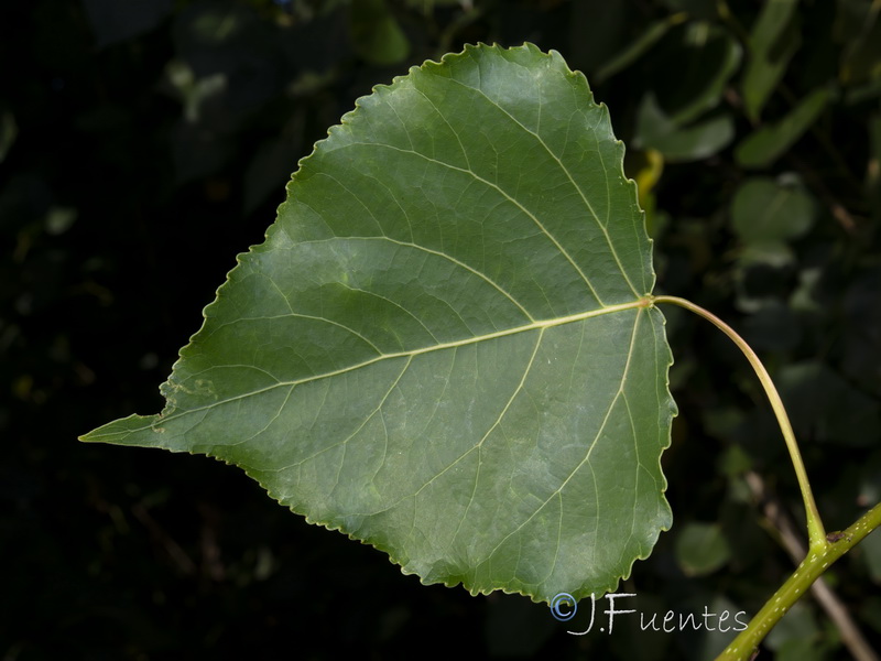 Populus x canadensis.12