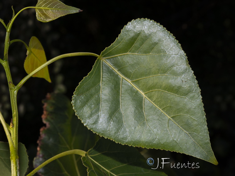 Populus x canadensis.13