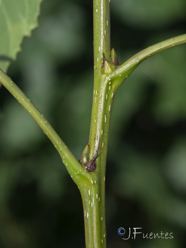 Populus x canadensis.16