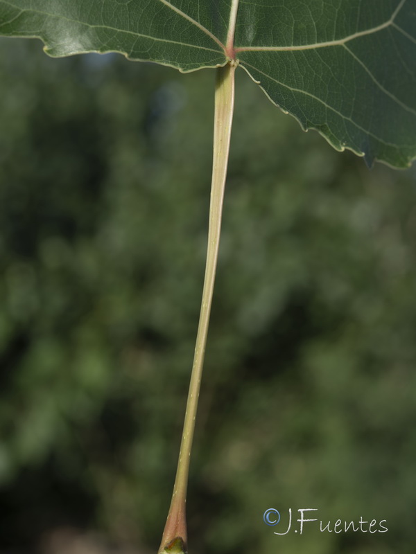Populus x canadensis.17