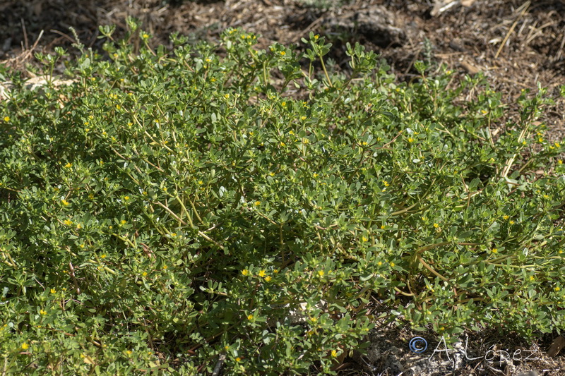 Portulaca oleracea.01