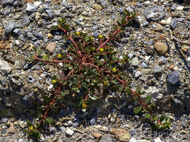 Portulaca oleracea.20