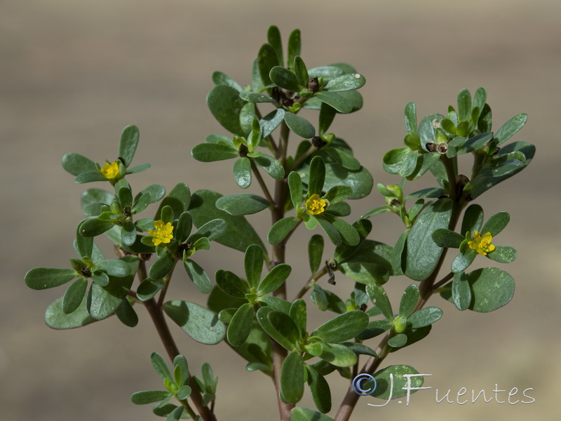 Portulaca oleracea.04