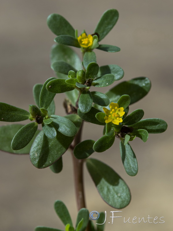 Portulaca oleracea.23