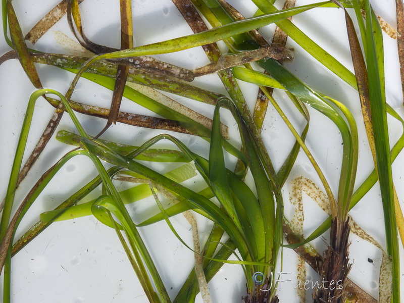Posidonia oceanica.05