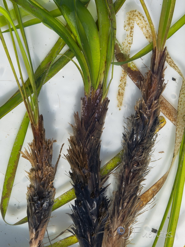 Posidonia oceanica.06