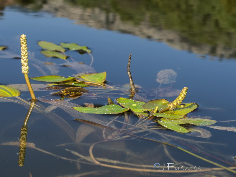 Potamogeton natans.01