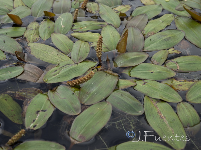 Potamogeton polygonifolius.01