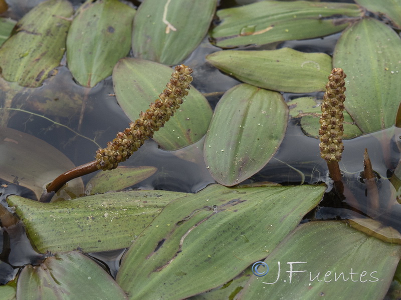 Potamogeton polygonifolius.02