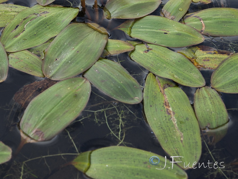 Potamogeton polygonifolius.03