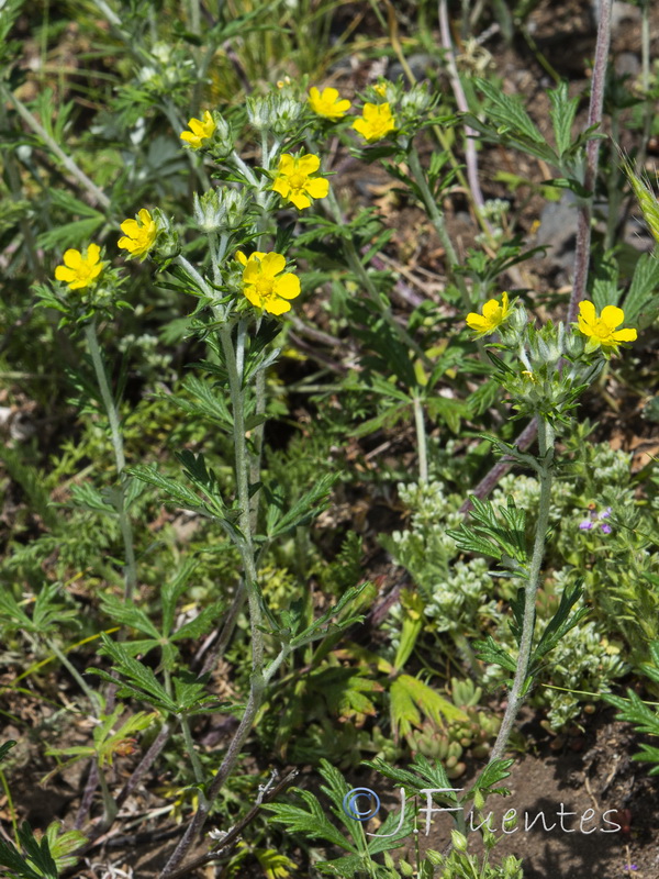 Potentilla argentea.02