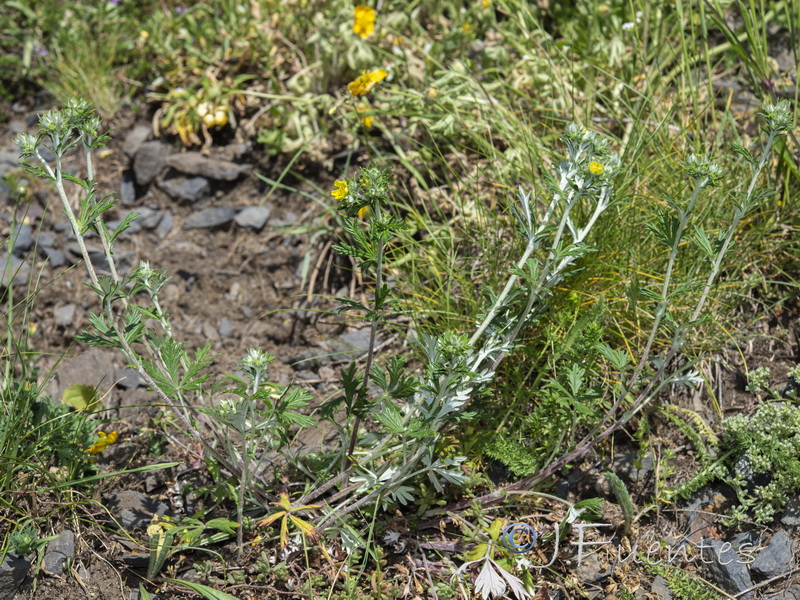 Potentilla argentea.04