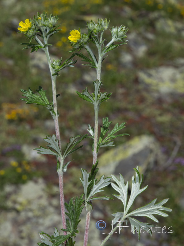 Potentilla argentea.05