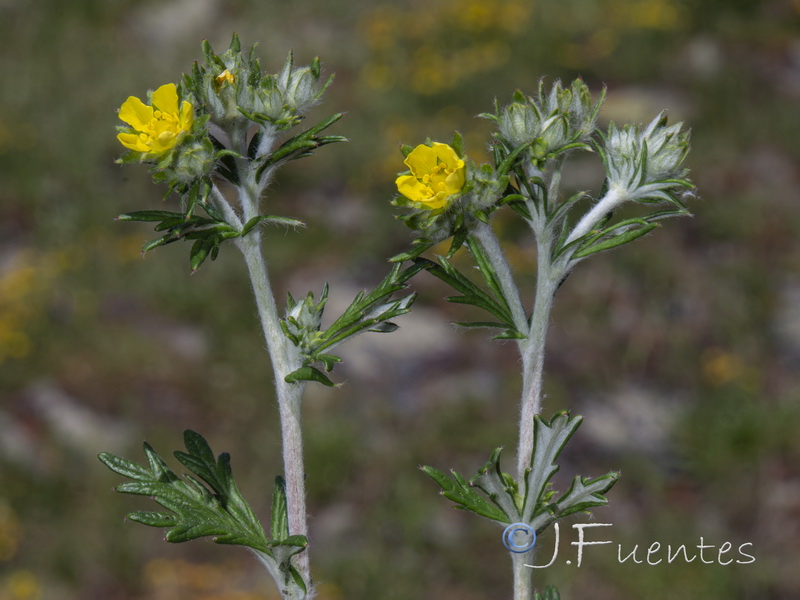 Potentilla argentea.06