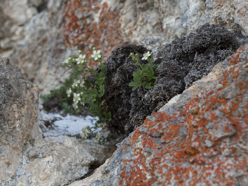 Potentilla caulescens.02