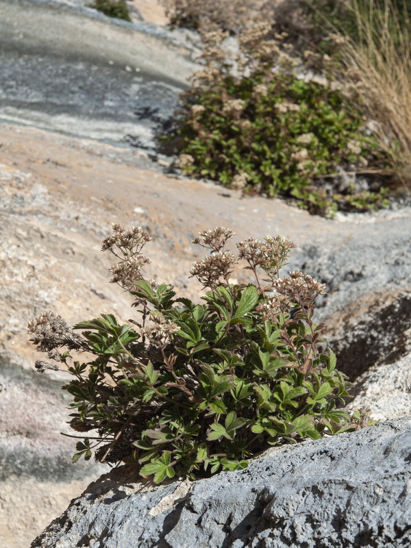 Potentilla caulescens.03