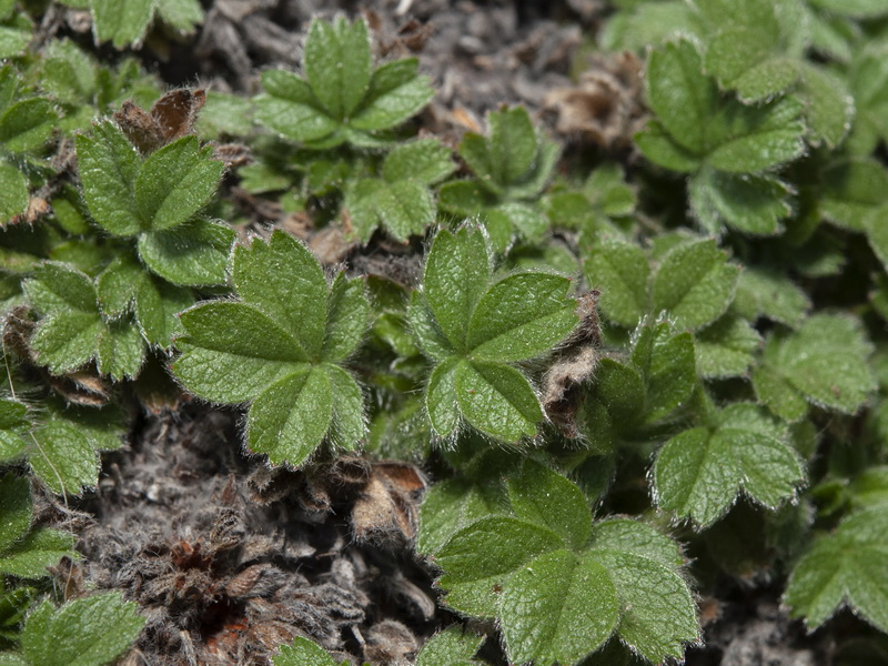 Potentilla caulescens.07