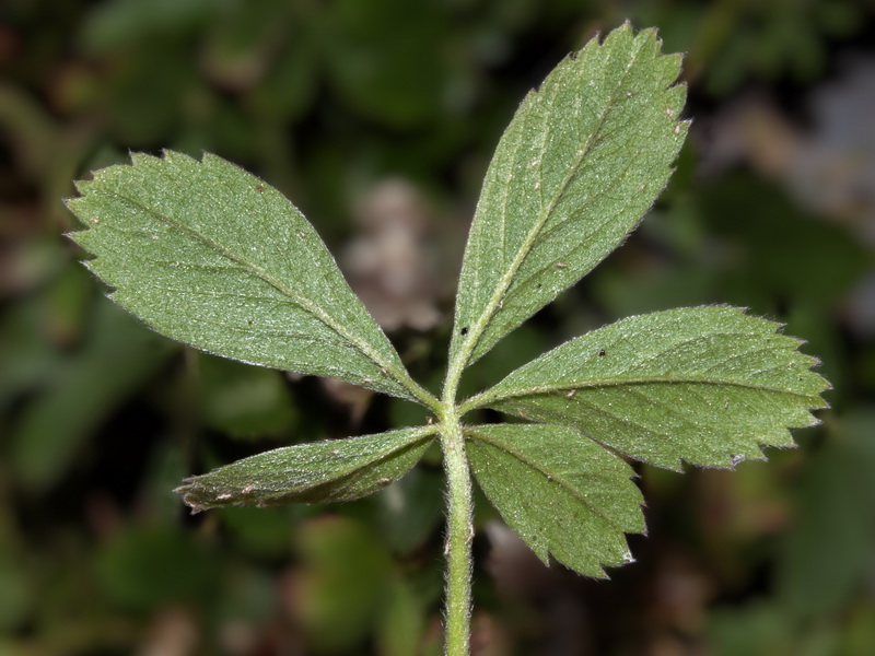 Potentilla caulescens.11