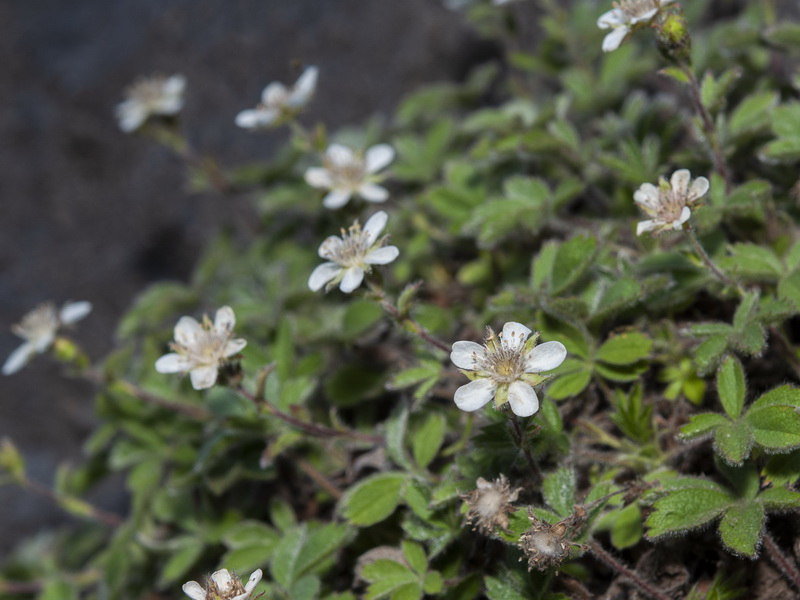 Potentilla caulescens.12